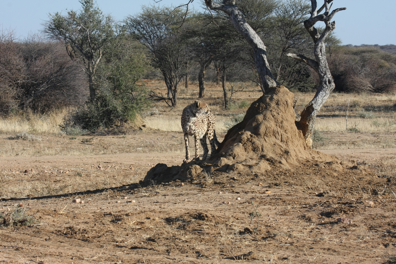 [1179] 2016_06_22_02_55_40_Africa_Canon_EOS_40D_IMG__07671.jpg