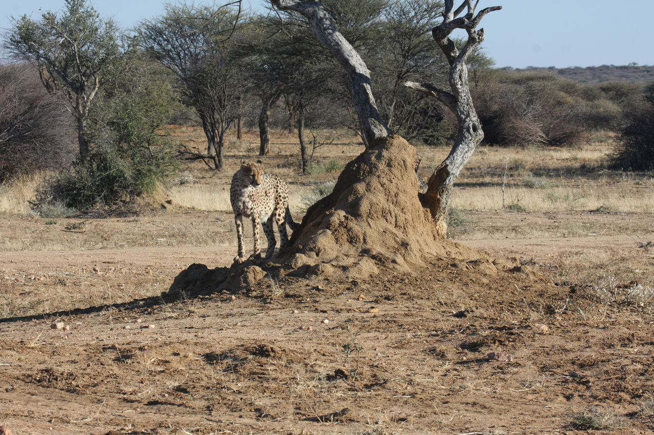 [1182] 2016_06_22_02_55_44_Africa_Canon_EOS_40D_IMG__00208.jpg
