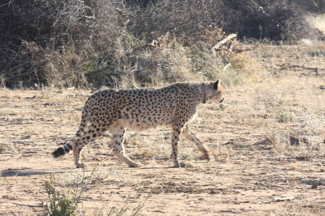 [1232] 2016_06_22_02_56_23_Africa_Canon_EOS_40D_IMG__00218.jpg