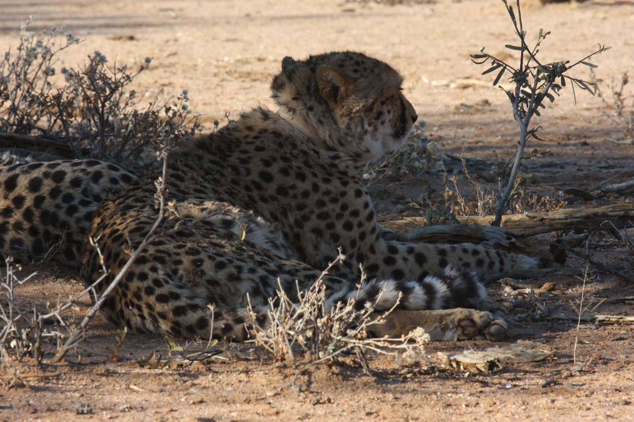 [1251] 2016_06_22_02_59_35_Africa_Canon_EOS_40D_IMG__00223.jpg