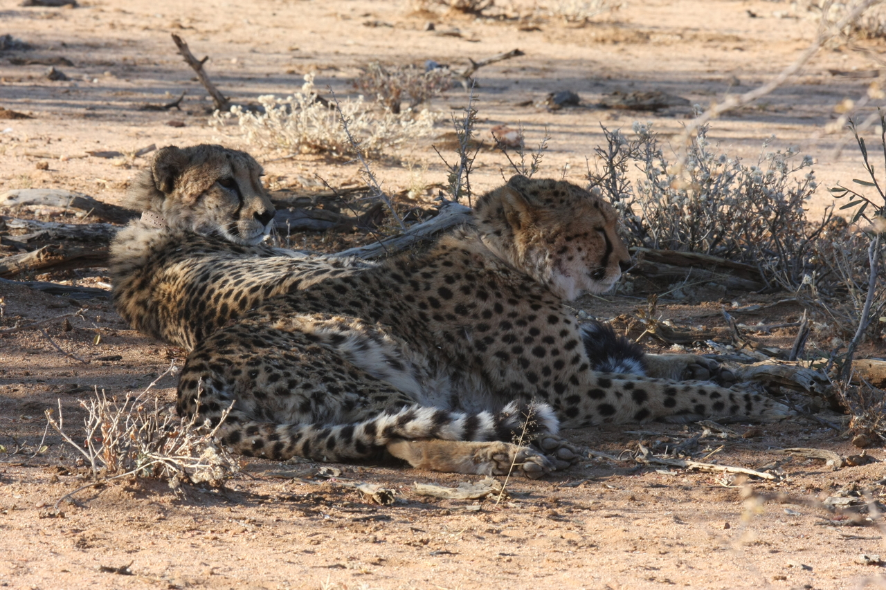 [1290] 2016_06_22_03_00_50_Africa_Canon_EOS_40D_IMG__07700.jpg