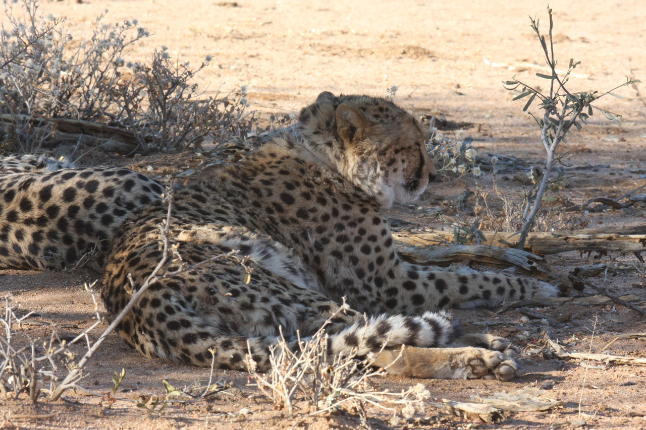 [1304] 2016_06_22_03_01_38_Africa_Canon_EOS_40D_IMG__00238.jpg
