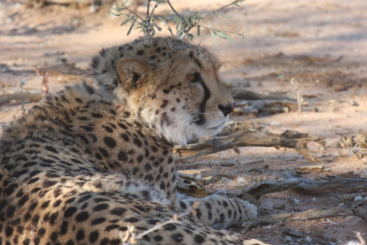 [1316] 2016_06_22_03_02_30_Africa_Canon_EOS_40D_IMG__00242.jpg