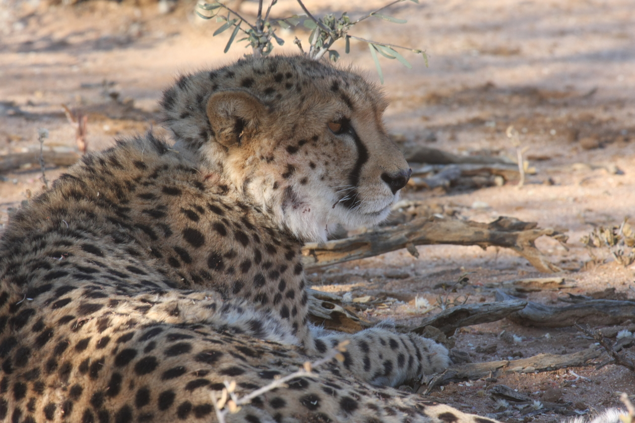 [1321] 2016_06_22_03_02_30_Africa_Canon_EOS_40D_IMG__07709.jpg