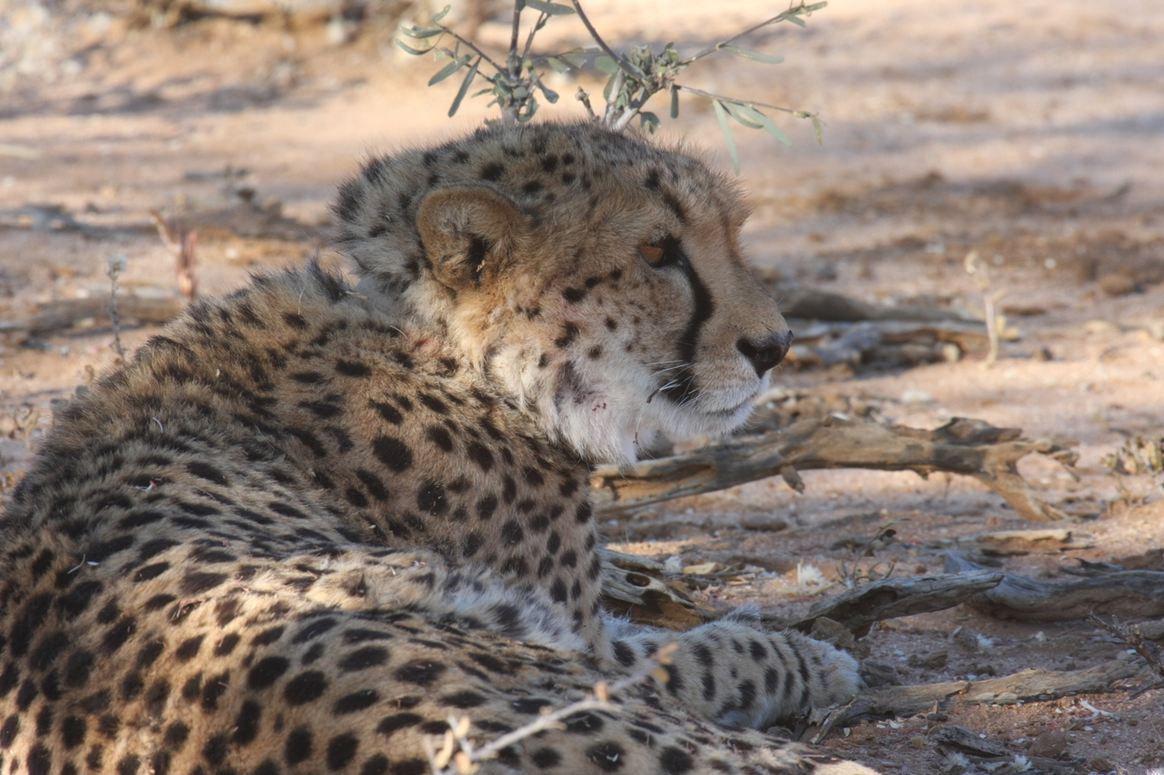 [1323] 2016_06_22_03_02_31_Africa_Canon_EOS_40D_IMG__00263.jpg
