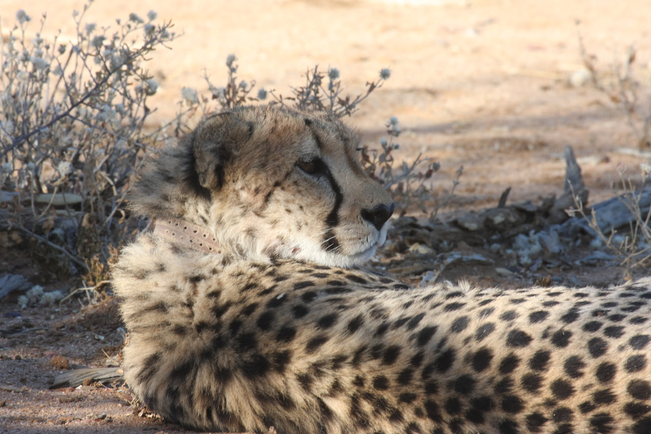 [1333] 2016_06_22_03_02_46_Africa_Canon_EOS_40D_IMG__00249.jpg