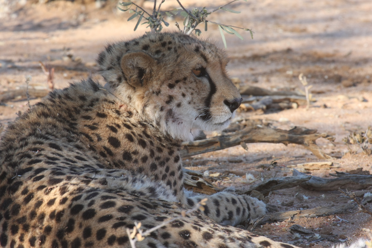 [1356] 2016_06_22_03_03_28_Africa_Canon_EOS_40D_IMG__07720.jpg
