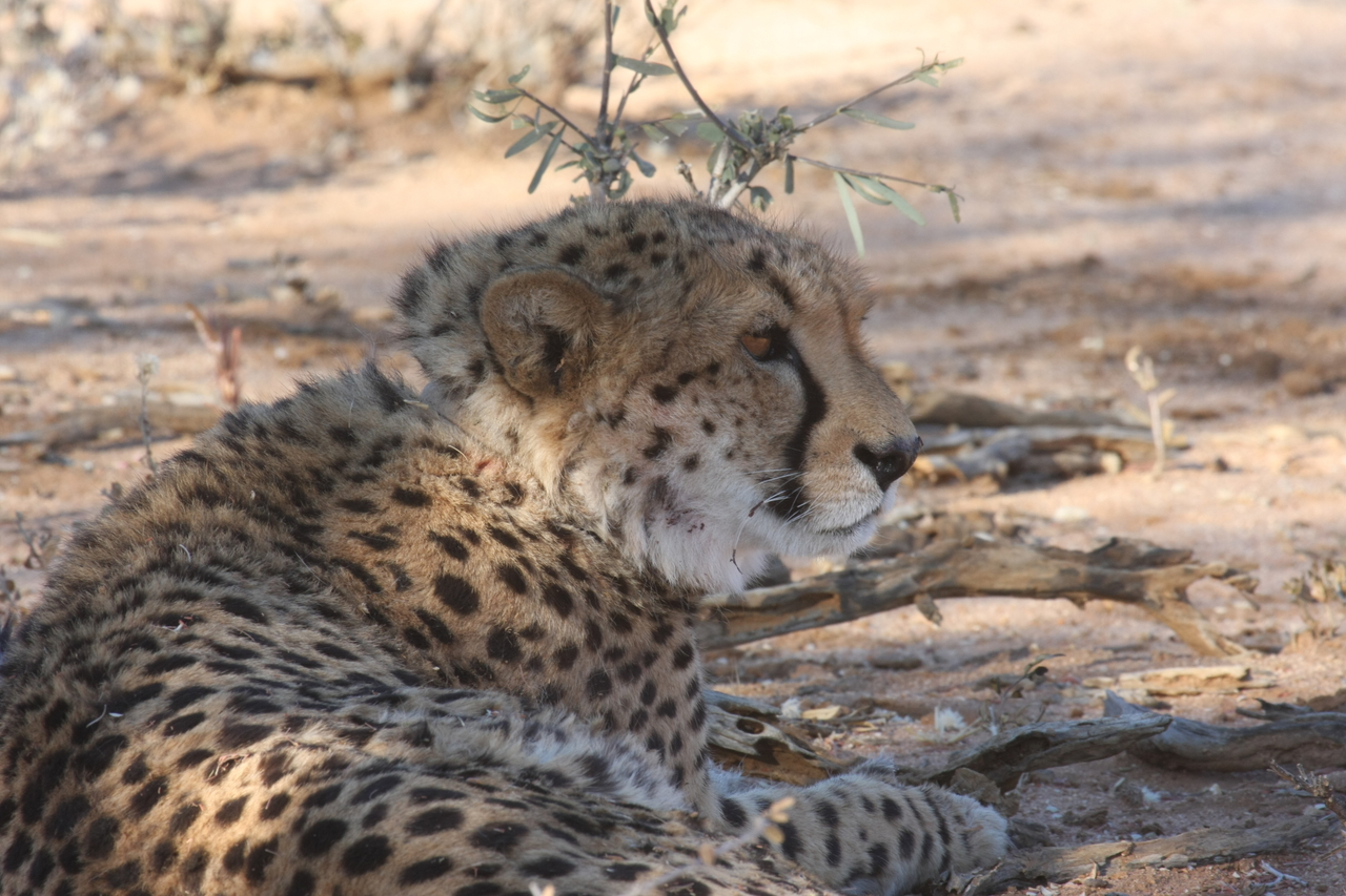 [1359] 2016_06_22_03_03_30_Africa_Canon_EOS_40D_IMG__00275.jpg