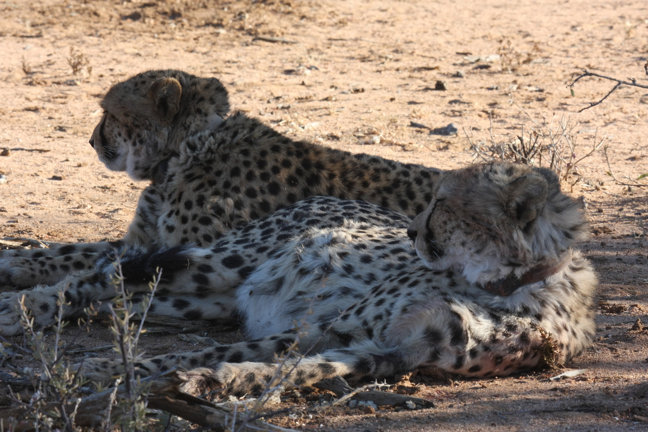 [1372] 2016_06_22_03_04_31_Africa_Canon_EOS_40D_IMG__00279.jpg