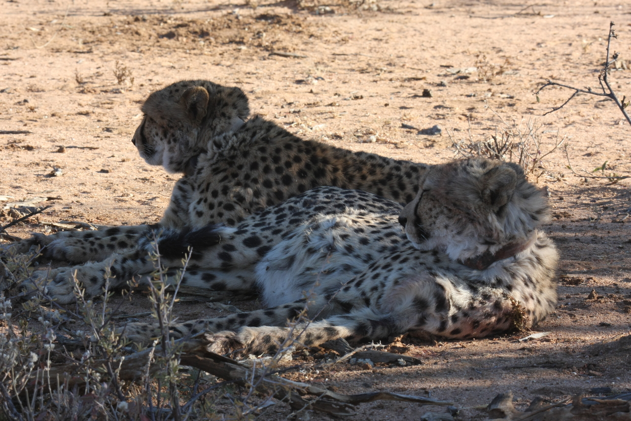 [1377] 2016_06_22_03_04_34_Africa_Canon_EOS_40D_IMG__00263.jpg