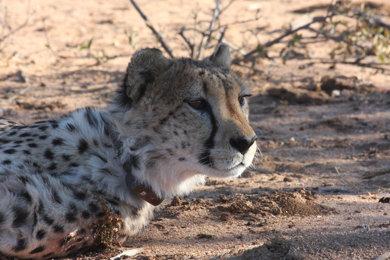 [1411] 2016_06_22_03_05_21_Africa_Canon_EOS_40D_IMG__00292.jpg