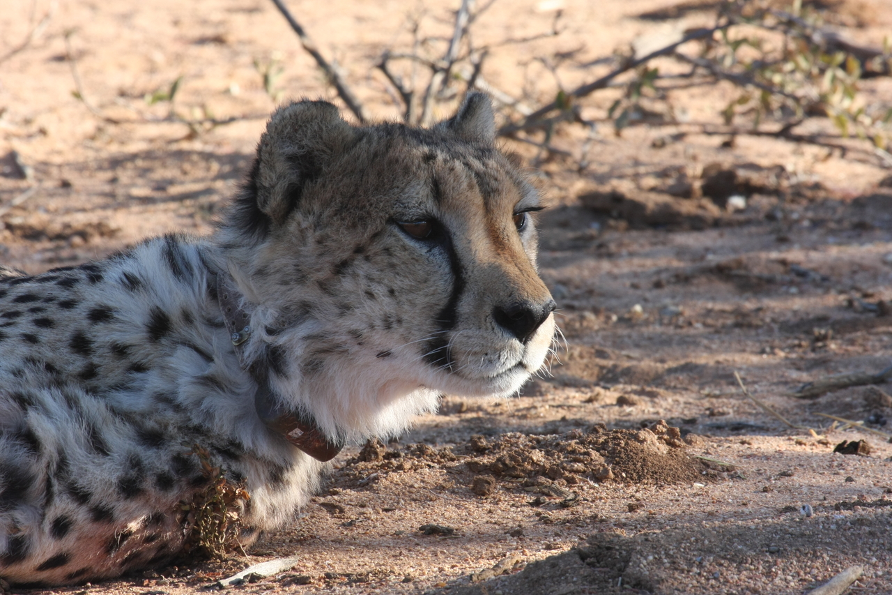 [1415] 2016_06_22_03_05_22_Africa_Canon_EOS_40D_IMG__00275.jpg