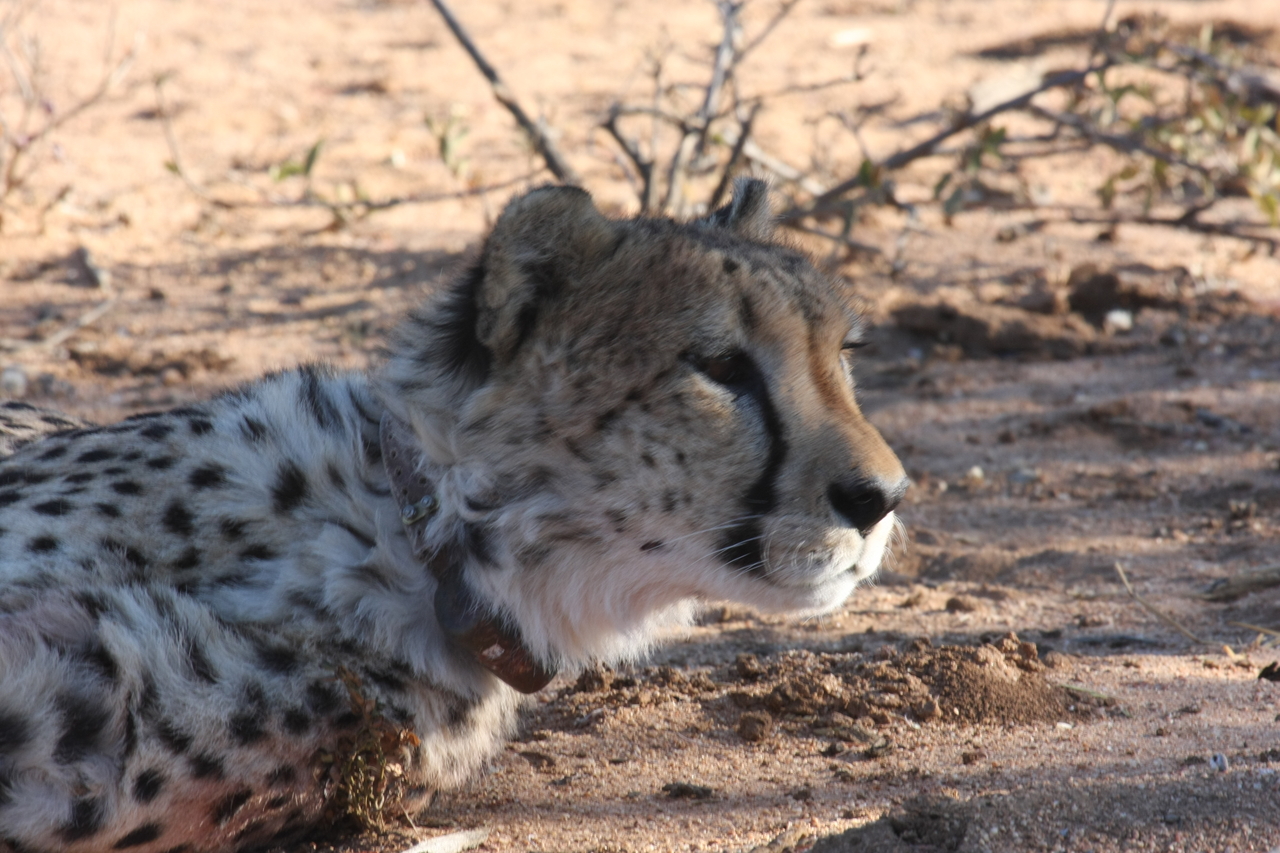 [1420] 2016_06_22_03_05_25_Africa_Canon_EOS_40D_IMG__07742.jpg