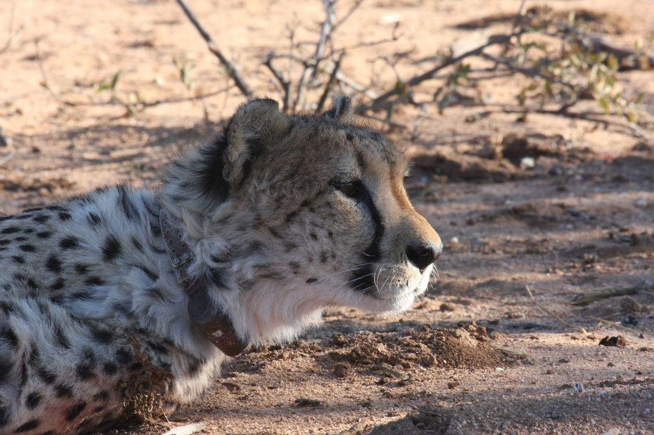 [1421] 2016_06_22_03_05_26_Africa_Canon_EOS_40D_IMG__00277.jpg