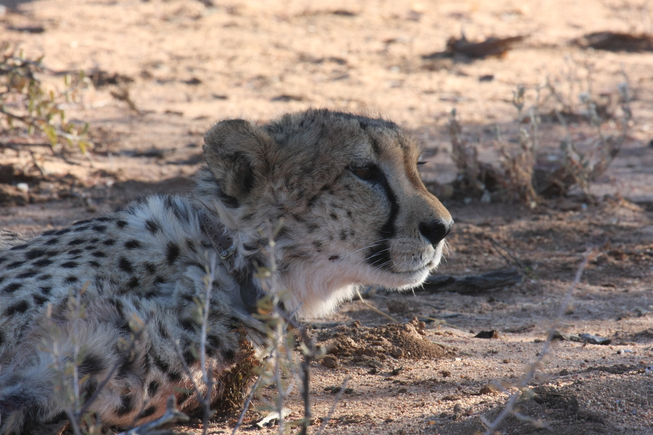 [1429] 2016_06_22_03_06_03_Africa_Canon_EOS_40D_IMG__07745.jpg