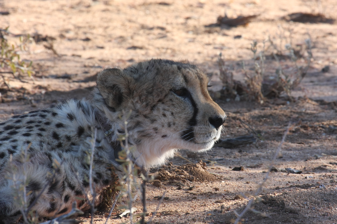 [1431] 2016_06_22_03_06_07_Africa_Canon_EOS_40D_IMG__00299.jpg