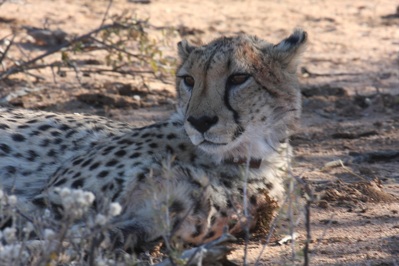 [1438] 2016_06_22_03_06_13_Africa_Canon_EOS_40D_IMG__07748.jpg