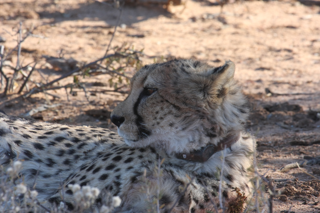 [1439] 2016_06_22_03_06_17_Africa_Canon_EOS_40D_IMG__00283.jpg