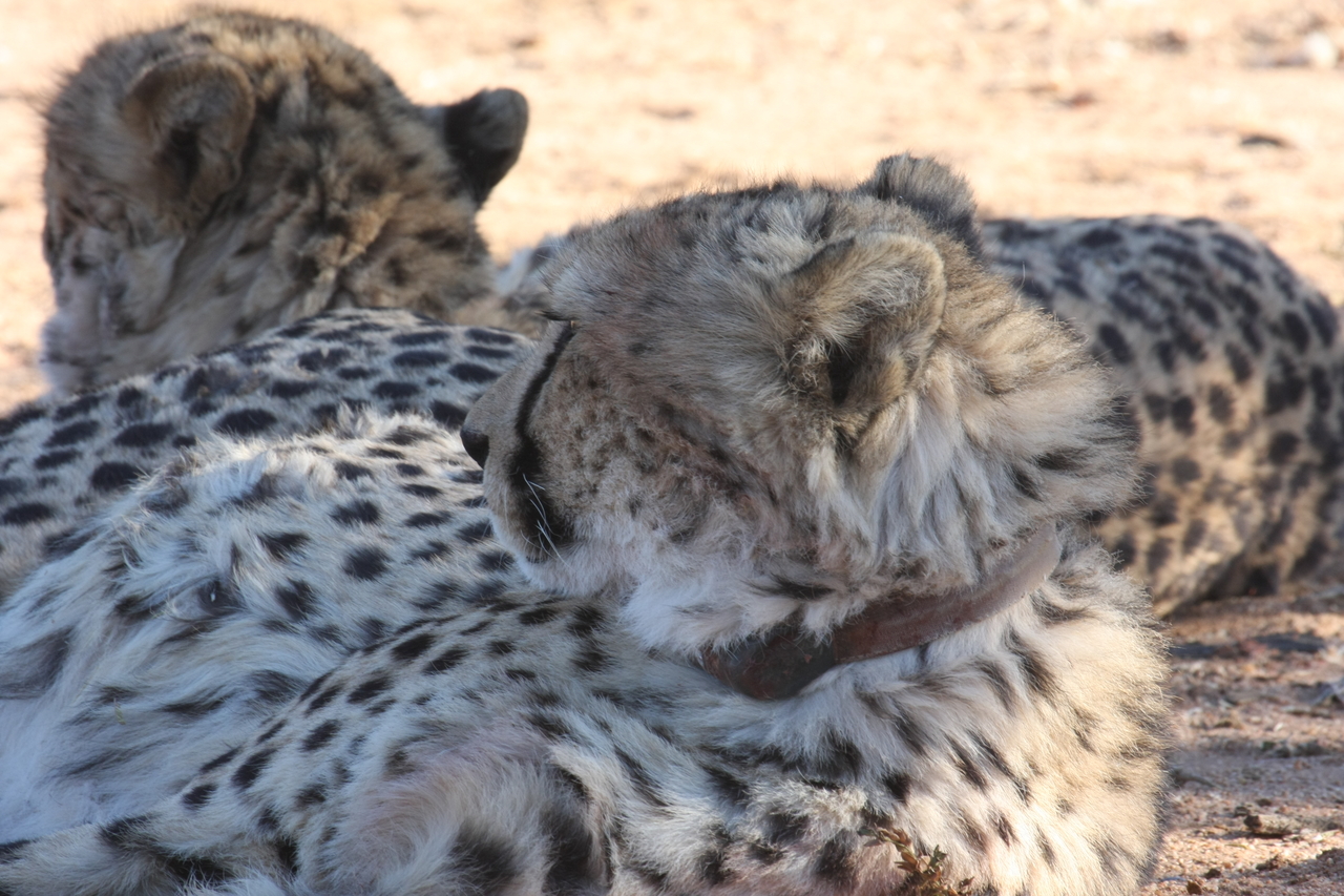 [1459] 2016_06_22_03_07_13_Africa_Canon_EOS_40D_IMG__07755.jpg