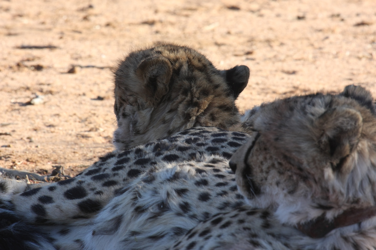 [1461] 2016_06_22_03_07_20_Africa_Canon_EOS_40D_IMG__00291.jpg