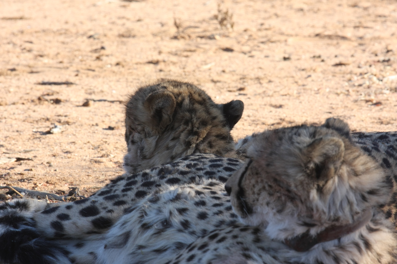 [1466] 2016_06_22_03_07_24_Africa_Canon_EOS_40D_IMG__00292.jpg
