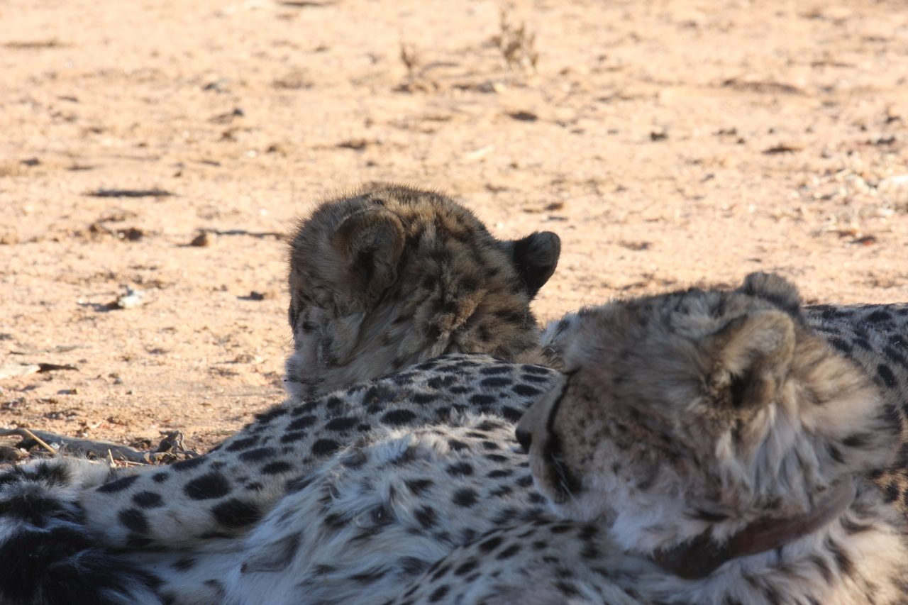[1471] 2016_06_22_03_07_24_Africa_Canon_EOS_40D_IMG__07759.jpg