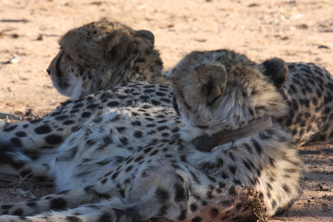 [1477] 2016_06_22_03_07_39_Africa_Canon_EOS_40D_IMG__00314.jpg