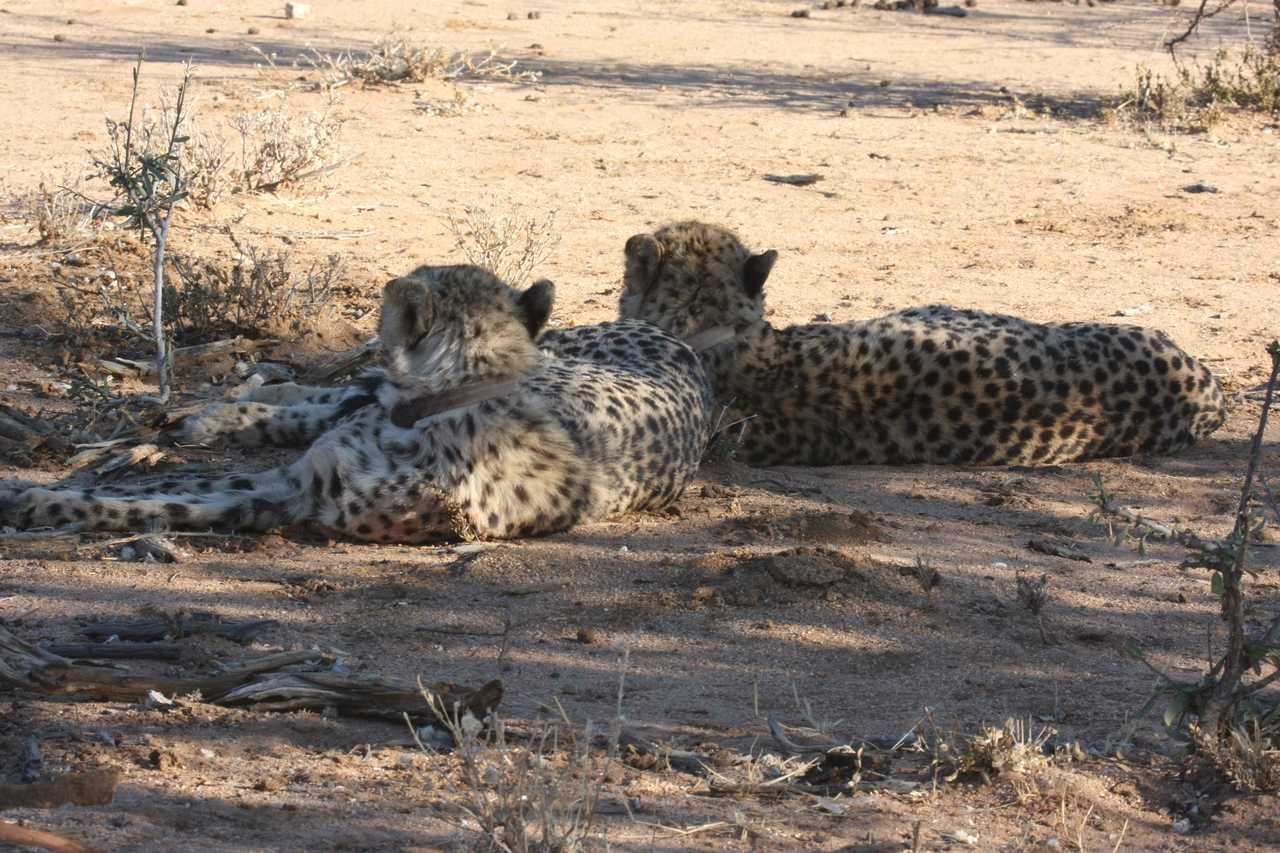 [1482] 2016_06_22_03_08_03_Africa_Canon_EOS_40D_IMG__00316.jpg