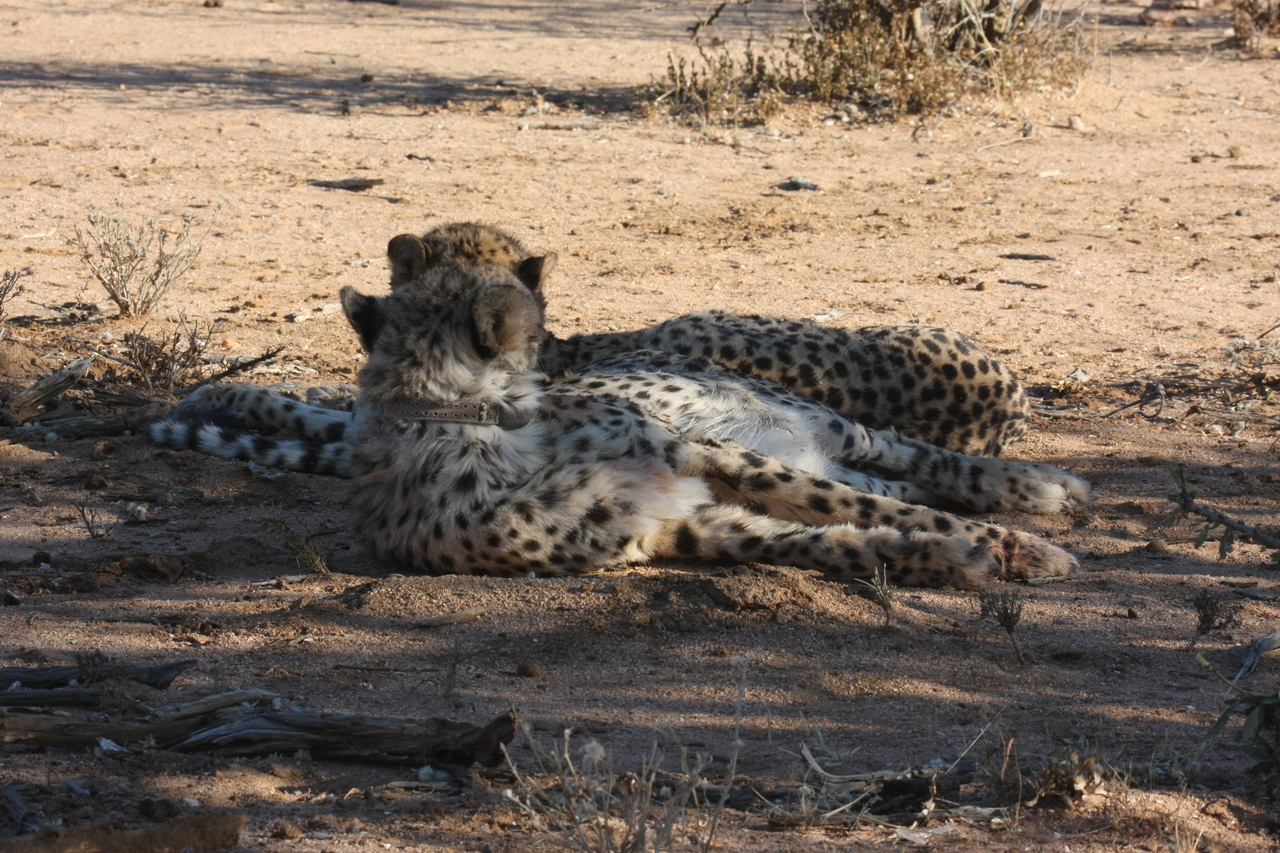 [1507] 2016_06_22_03_11_13_Africa_Canon_EOS_40D_IMG__07771.jpg