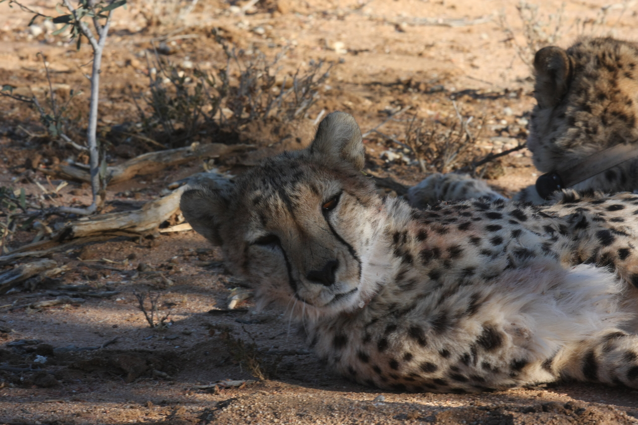 [1523] 2016_06_22_03_11_45_Africa_Canon_EOS_40D_IMG__07775.jpg