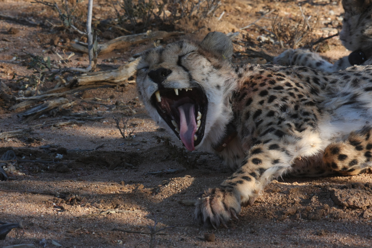 [1531] 2016_06_22_03_11_47_Africa_Canon_EOS_40D_IMG__00331.jpg