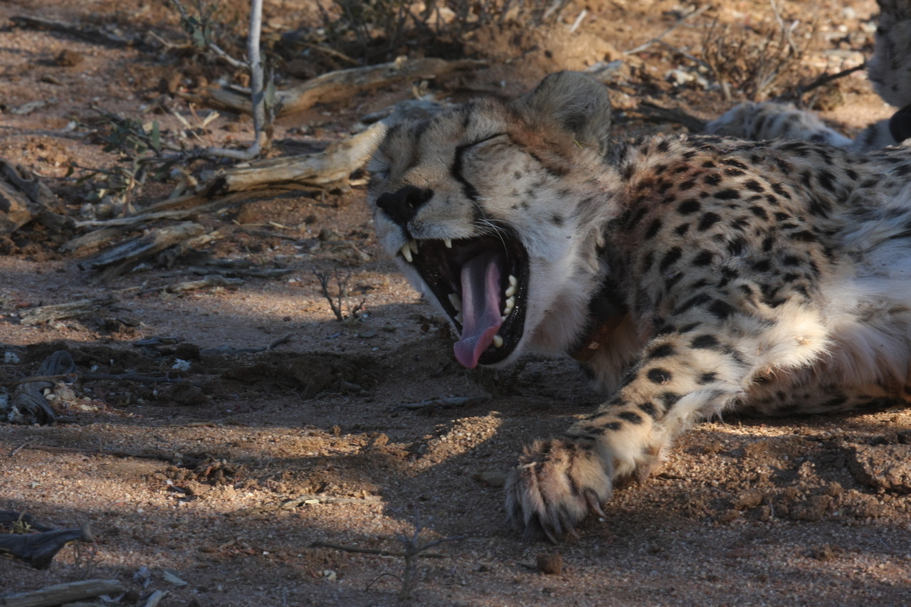 [1533] 2016_06_22_03_11_47_Africa_Canon_EOS_40D_IMG__07777.jpg