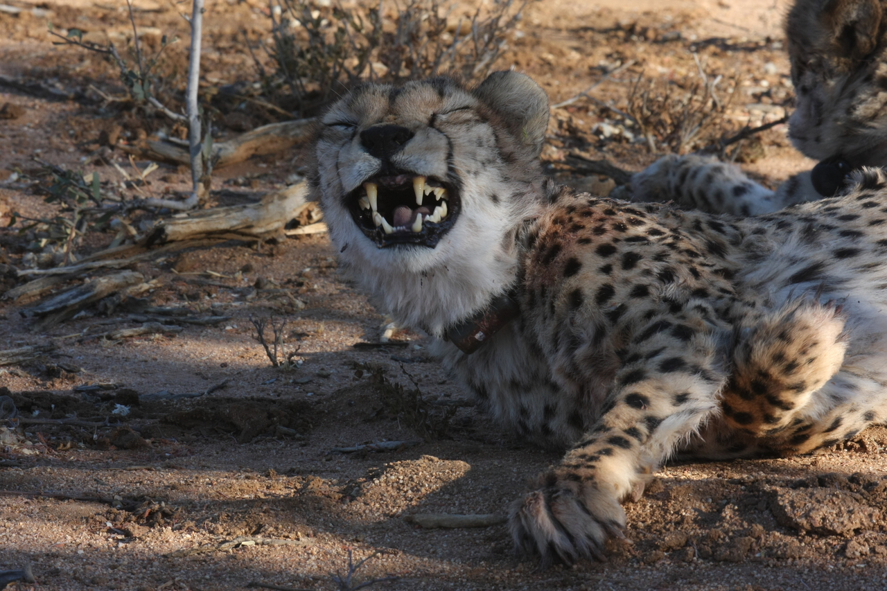 [1537] 2016_06_22_03_11_48_Africa_Canon_EOS_40D_IMG__00315.jpg