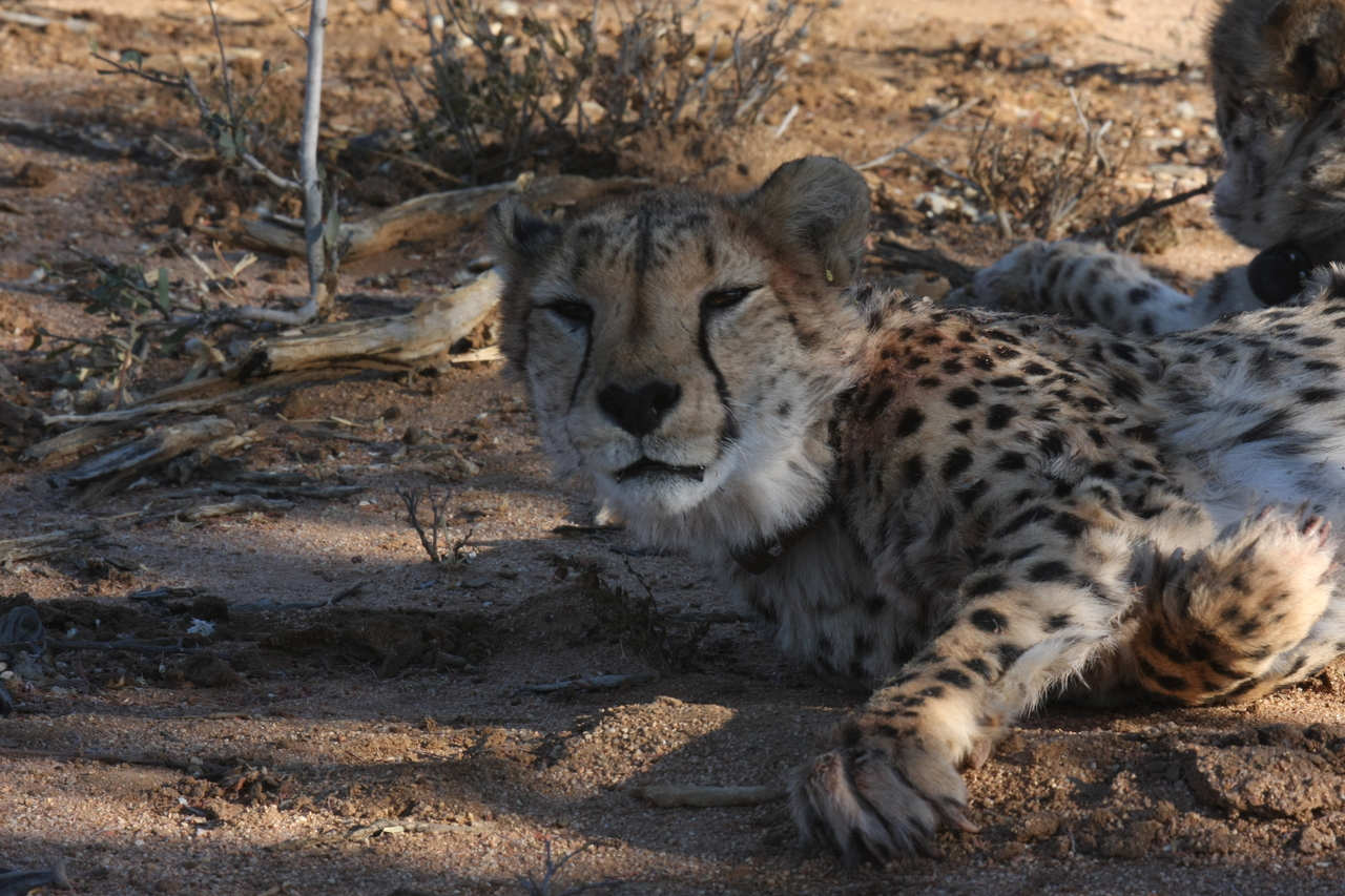 [1538] 2016_06_22_03_11_48_Africa_Canon_EOS_40D_IMG__00316.jpg