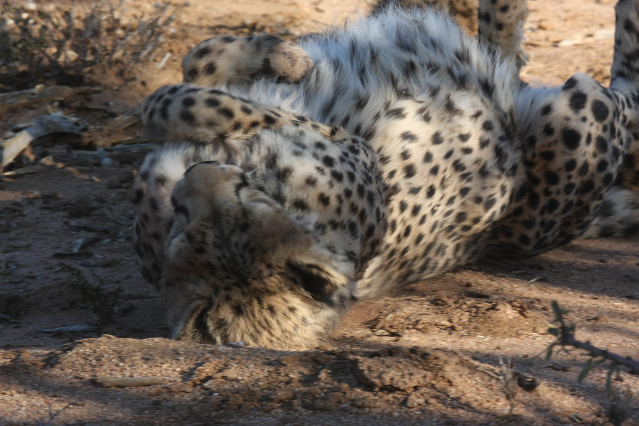 [1555] 2016_06_22_03_11_52_Africa_Canon_EOS_40D_IMG__00338.jpg