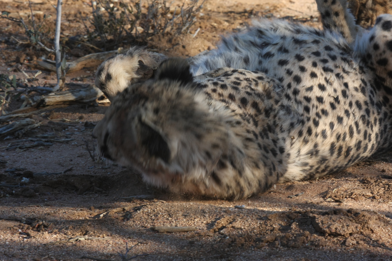 [1558] 2016_06_22_03_11_52_Africa_Canon_EOS_40D_IMG__07786.jpg