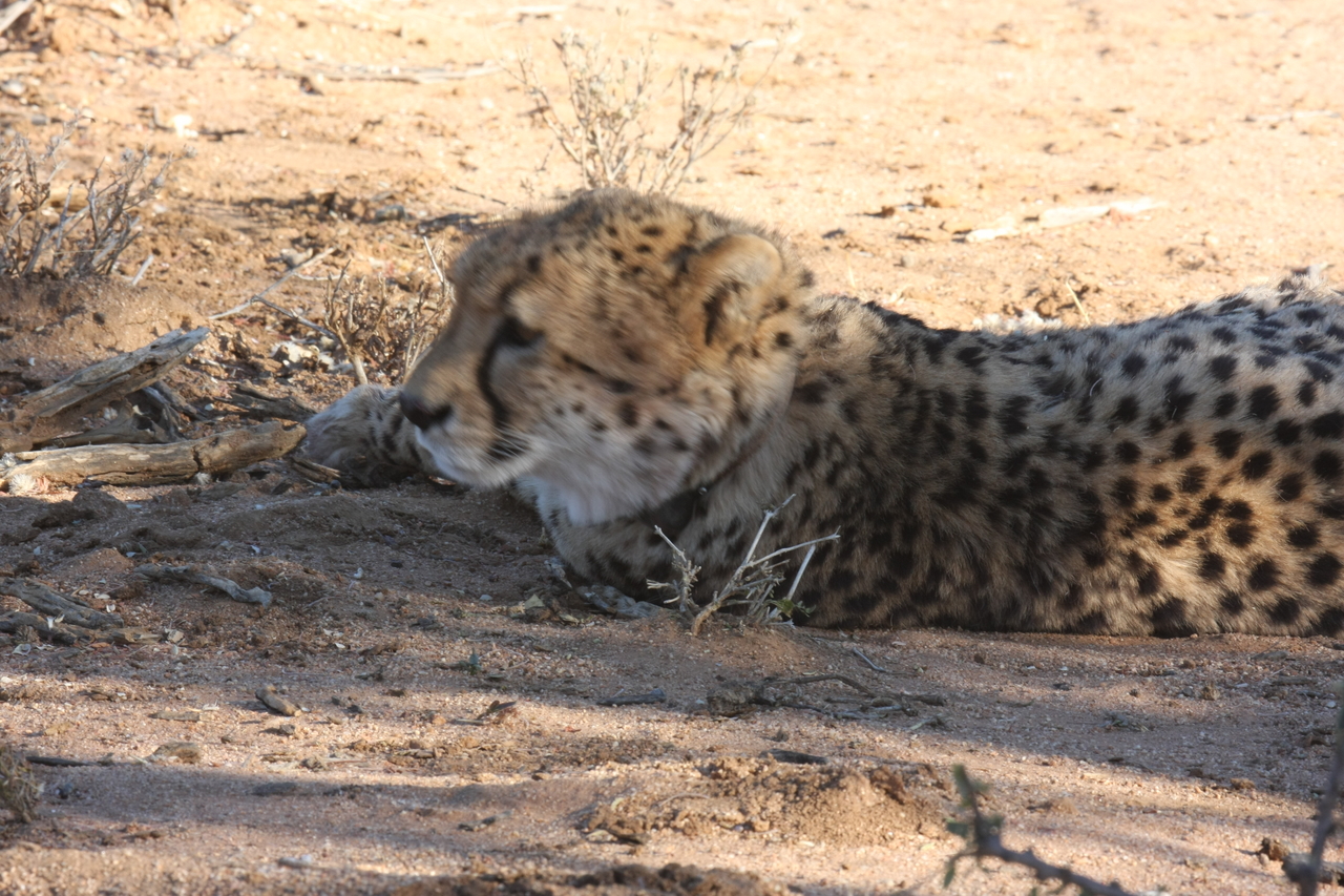 [1570] 2016_06_22_03_12_42_Africa_Canon_EOS_40D_IMG__00322.jpg