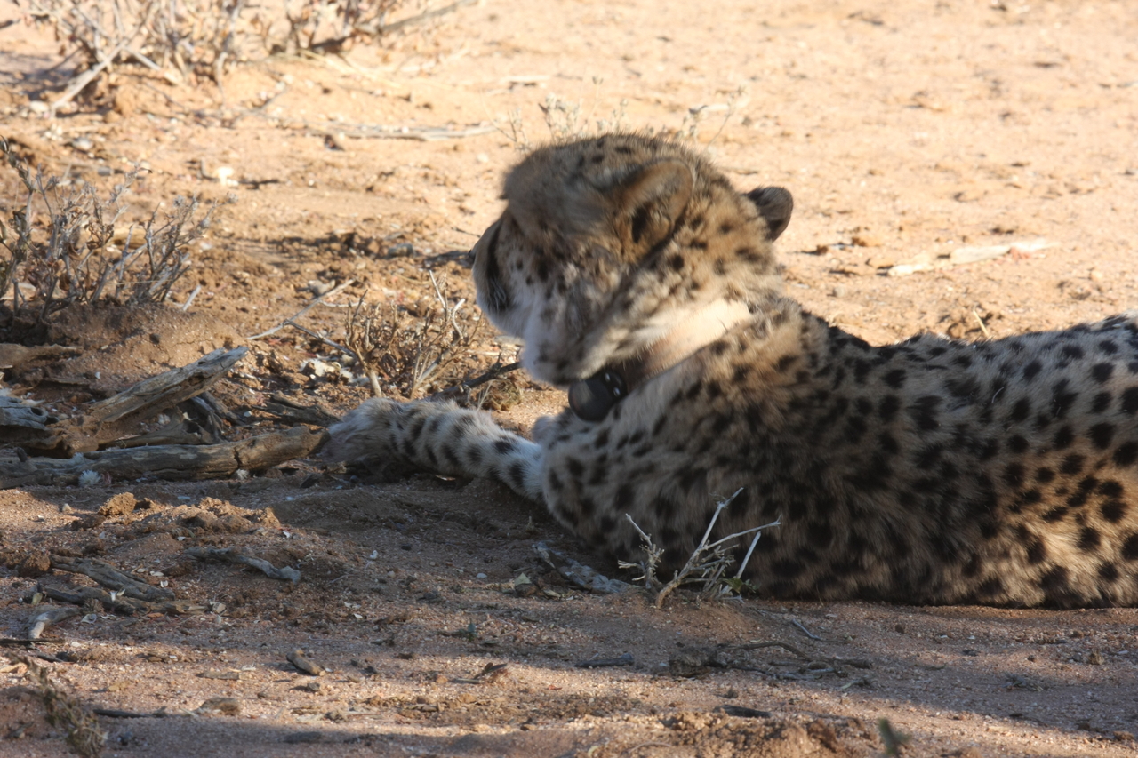 [1574] 2016_06_22_03_12_50_Africa_Canon_EOS_40D_IMG__00324.jpg