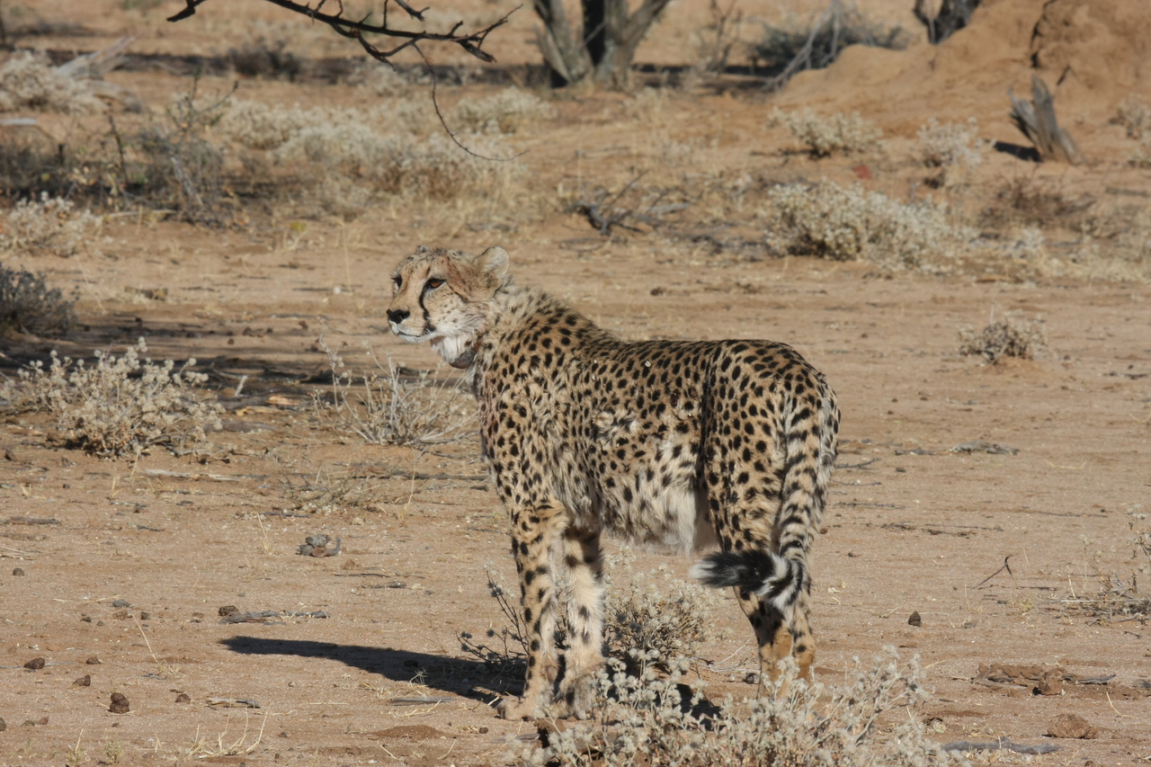 [1582] 2016_06_22_03_12_59_Africa_Canon_EOS_40D_IMG__00326.jpg