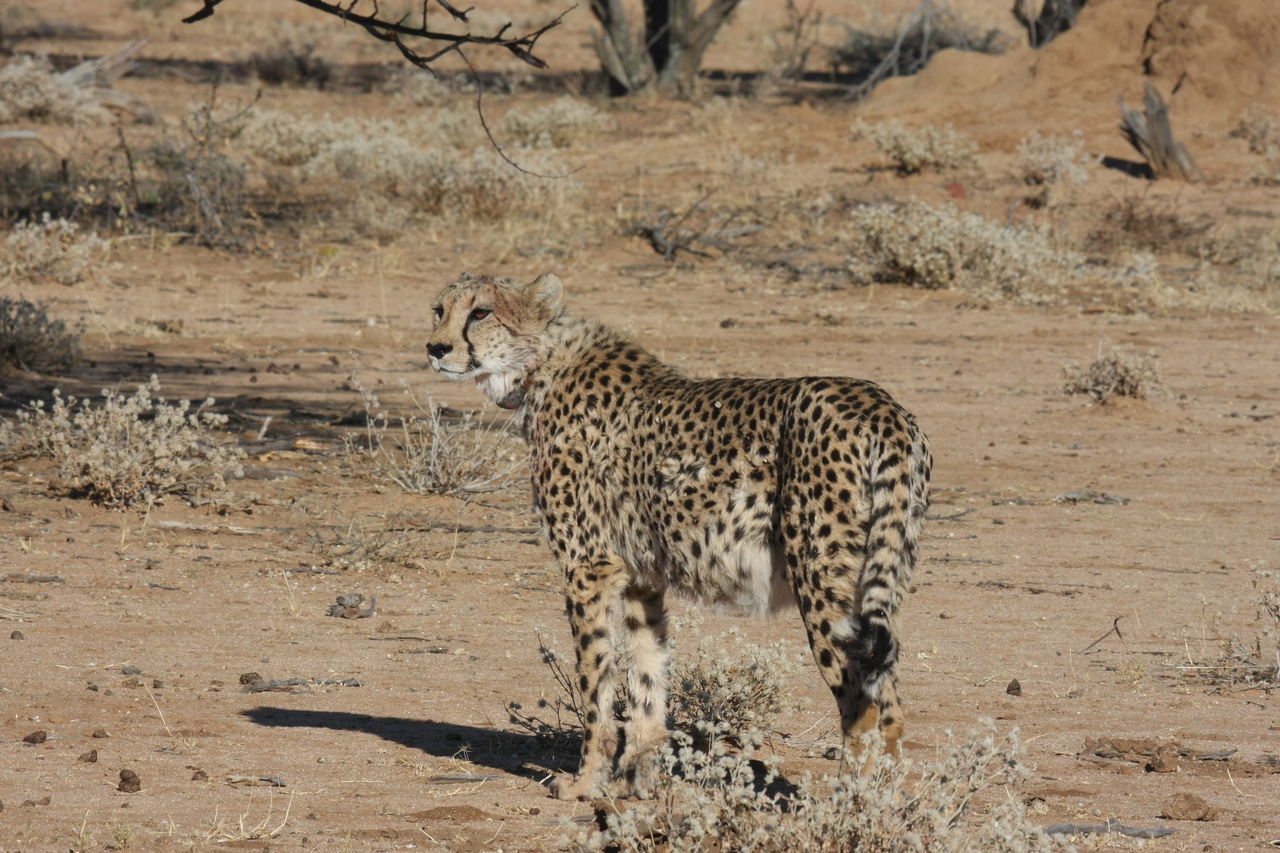 [1586] 2016_06_22_03_12_59_Africa_Canon_EOS_40D_IMG__00346.jpg