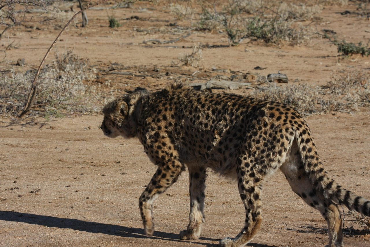 [1592] 2016_06_22_03_13_08_Africa_Canon_EOS_40D_IMG__00328.jpg