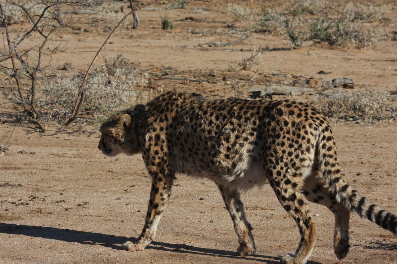 [1593] 2016_06_22_03_13_08_Africa_Canon_EOS_40D_IMG__00329.jpg