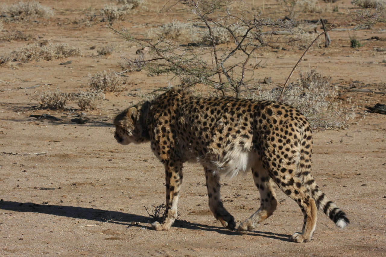 [1599] 2016_06_22_03_13_09_Africa_Canon_EOS_40D_IMG__00349.jpg