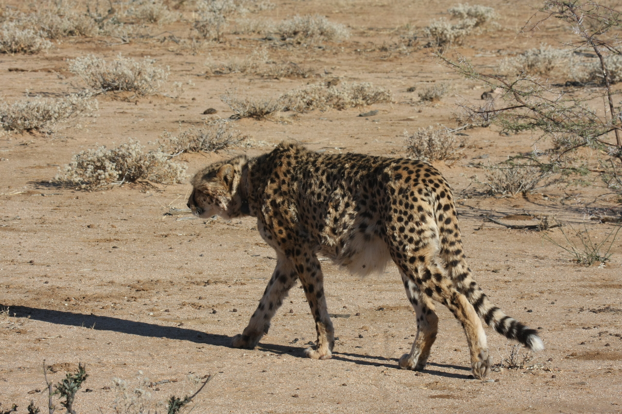 [1602] 2016_06_22_03_13_11_Africa_Canon_EOS_40D_IMG__00332.jpg