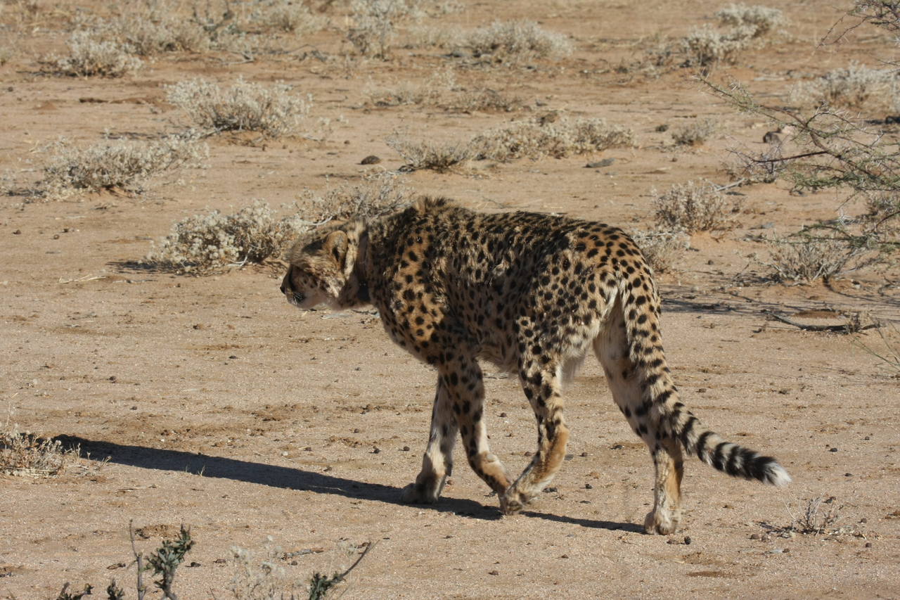[1607] 2016_06_22_03_13_12_Africa_Canon_EOS_40D_IMG__00333.jpg