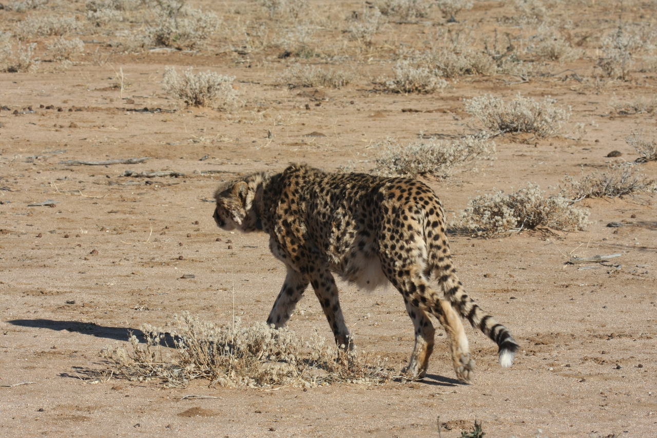 [1610] 2016_06_22_03_13_14_Africa_Canon_EOS_40D_IMG__00334.jpg