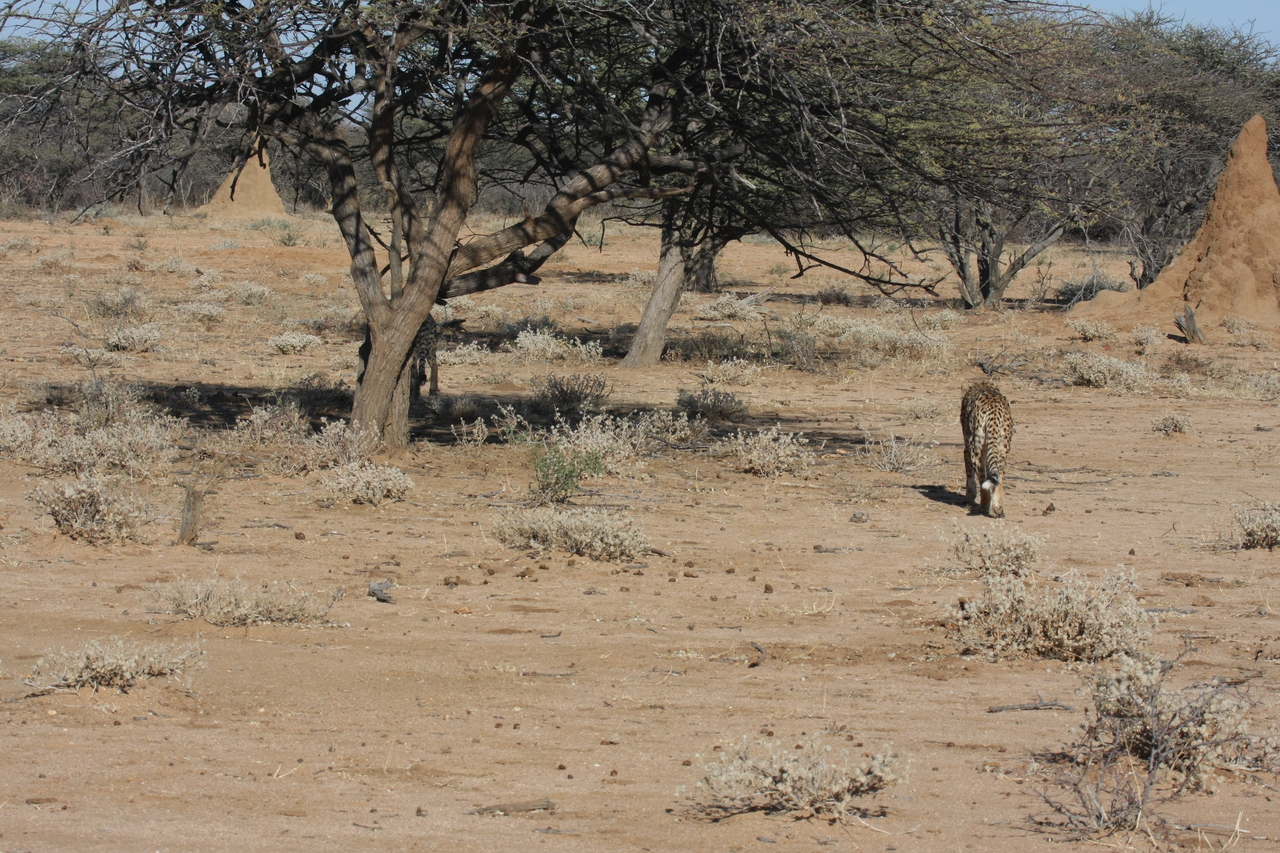 [1620] 2016_06_22_03_13_54_Africa_Canon_EOS_40D_IMG__00356.jpg