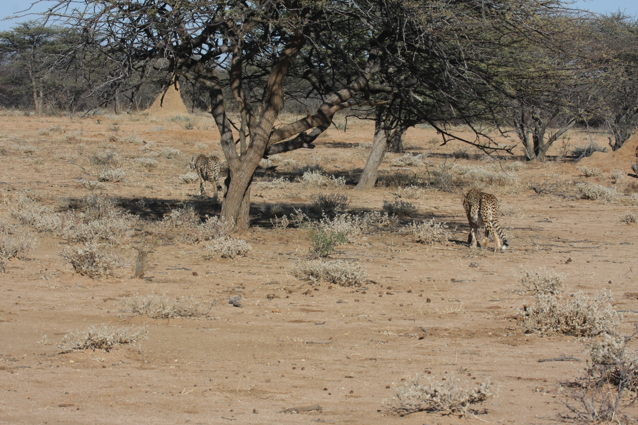 [1626] 2016_06_22_03_13_57_Africa_Canon_EOS_40D_IMG__07804.jpg