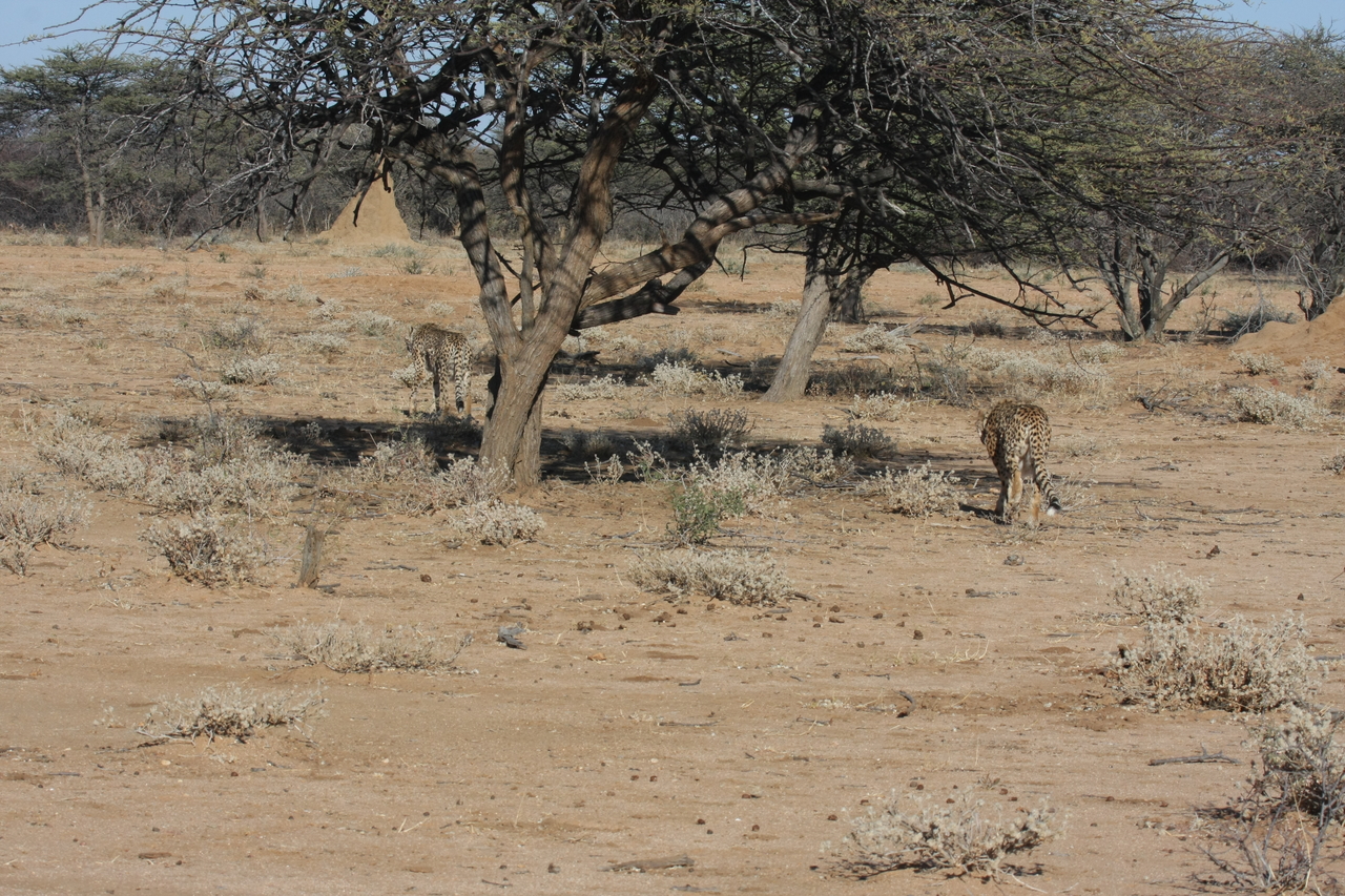 [1627] 2016_06_22_03_13_57_Africa_Canon_EOS_40D_IMG__07805.jpg