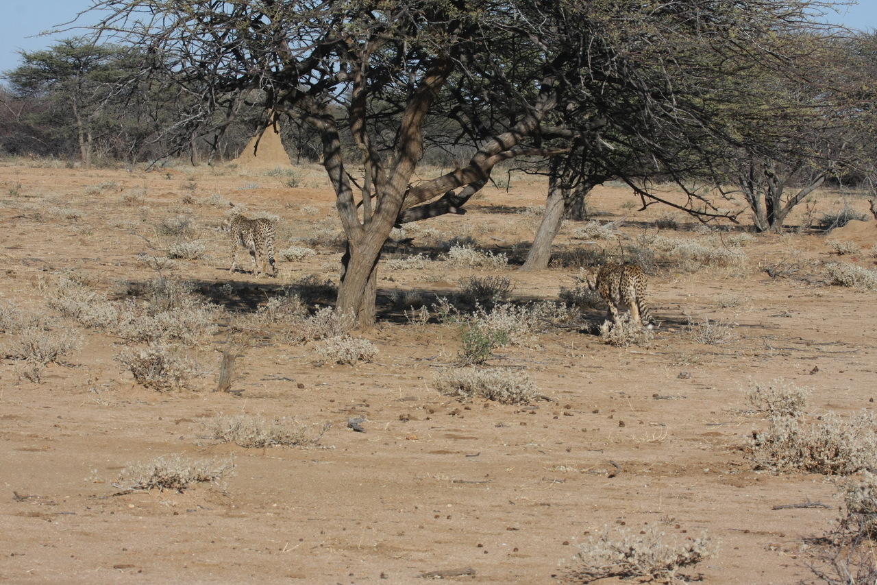 [1631] 2016_06_22_03_13_59_Africa_Canon_EOS_40D_IMG__00360.jpg